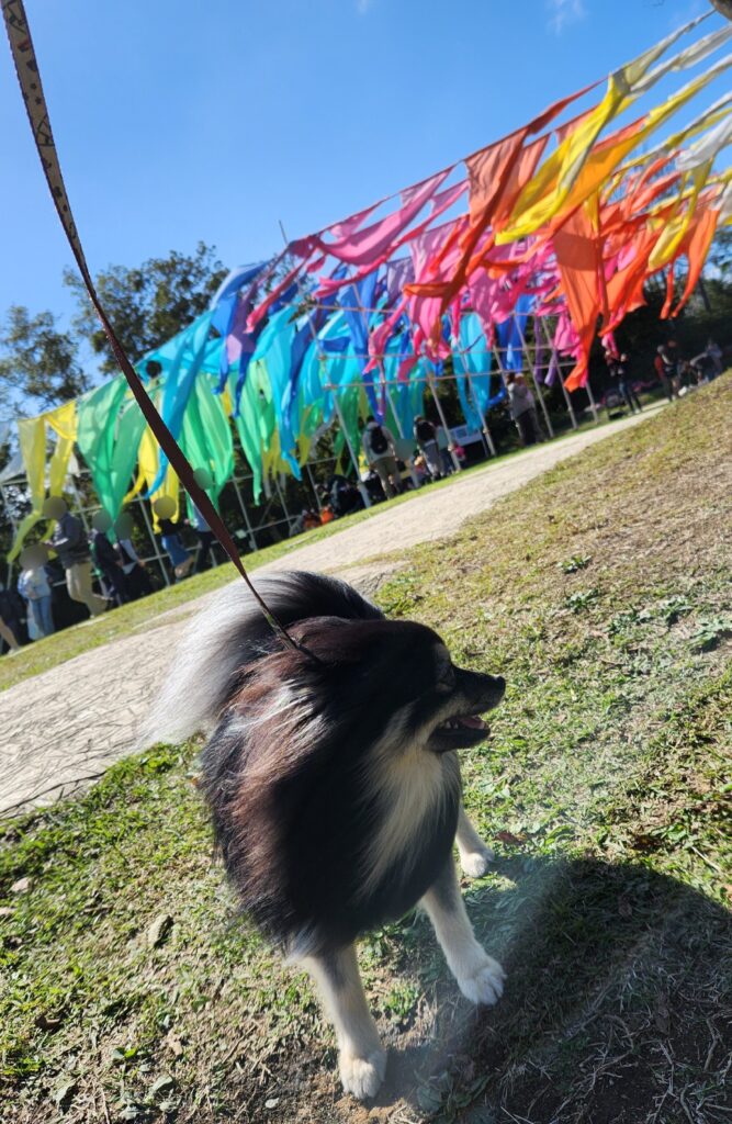 虹のカーテンと愛犬